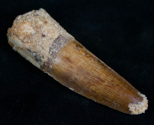 Well Preserved Long Spinosaurus Tooth #7085